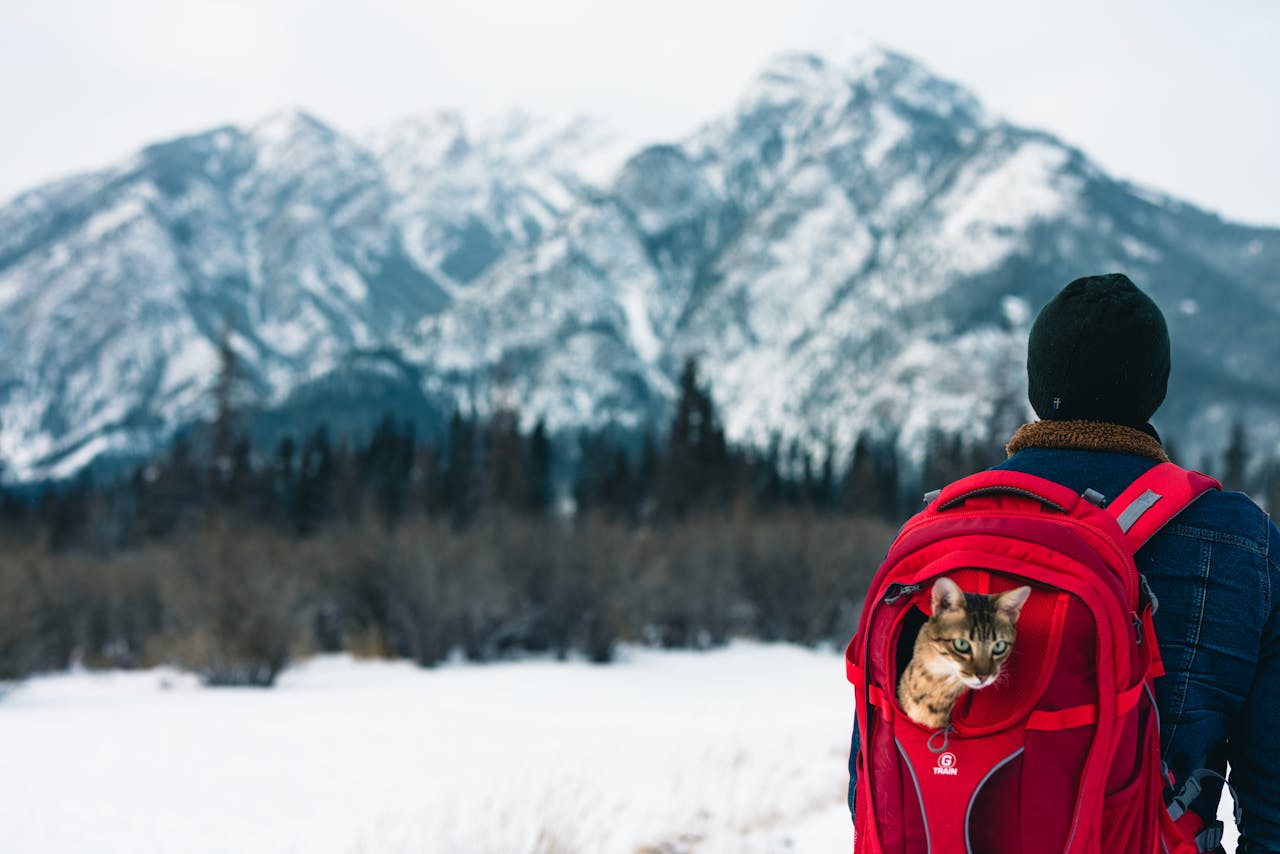 A hiker with a cat in a red backpack explores snowy Banff mountains.